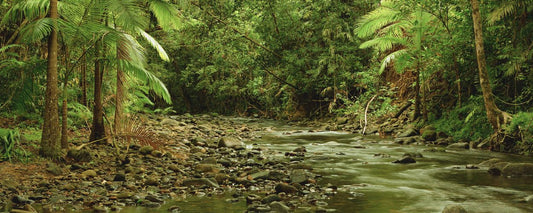 L'engagement de Daintree pour la planète